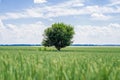 Lonely cherry tree in the middle of a wheat field Royalty Free Stock Photo