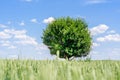 Lonely cherry tree in the middle of a wheat field