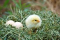 Lonely chicken and eggs Royalty Free Stock Photo