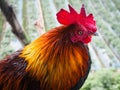 Lonely chicken Royalty Free Stock Photo