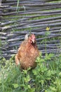 Lonely chicken with yellow flower