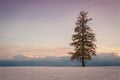 A lonely Christmas tree stands in a snowy field against the background of a beautiful sunset sky.