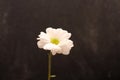 lonely chrysanthemum flower isolated on dark background