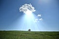 a solitary cloud above a single tree in a vast green field, sunlight rain