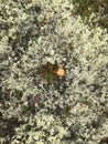 Lonely cloudberry berry among the deer moss