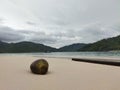 lonely coconut on the beach Royalty Free Stock Photo