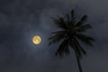 Lonely coconut tree with full moon in the night Royalty Free Stock Photo