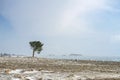 Lonely coniferous tree on the rocky shore of Lake Baikal during a heavy storm. Royalty Free Stock Photo