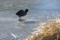 Lonely Coot searching for food atop the frozen pond in Flagstaff Arizona 1