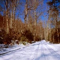 Lonely Country Road in Winter Royalty Free Stock Photo