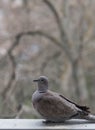 The lonely course, pigeon on eaves outside the window, the gray course, a pigeon outside the window, a turtle-dove a bird family Royalty Free Stock Photo