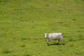 Lonely cow (Bos taurus) in a field. Royalty Free Stock Photo