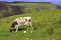 Lonely Cow On The Caucasus Mountain Grassland Royalty Free Stock Photo