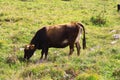 Lonely Cow On The Caucasus Mountain Grassland Royalty Free Stock Photo