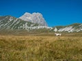 A lonely cow in front of Gran Sasso Royalty Free Stock Photo