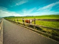 Lonely cow grazing in green field behind wooden fence Royalty Free Stock Photo