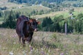 A lonely cow grazing in a meadow with flowers and grass