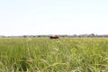 Lonely cow grazing in the meadows Of Russia Royalty Free Stock Photo