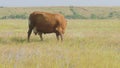 Lonely cow grazing in pastures