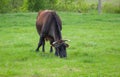 Lonely cow grazing on a spring pasture Royalty Free Stock Photo