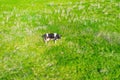 Lonely cow on a green lush grassy meadow in the countryside, sunny summer day aerial top view Royalty Free Stock Photo