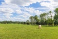 Lonely cow in the green summer meadow , France . Royalty Free Stock Photo