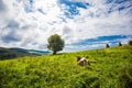 Lonely cow laying on the green pasture in mountains Royalty Free Stock Photo