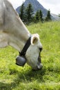 Lonely cow on the meadow on italian alps Royalty Free Stock Photo