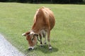 lonely cow in the meadow Royalty Free Stock Photo