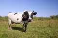 Lonely cow on the pasture Royalty Free Stock Photo