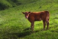 lonely cow in the summer meadow. A newborn cow calf is resting on the field. Calf brown, natural background. free Royalty Free Stock Photo