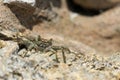 Lonely crab on the beach