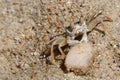 Lonely Crab Near A Shell In The Sand Royalty Free Stock Photo