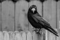 Lonely crow staring from garden fence Royalty Free Stock Photo