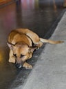 Lonely Cute brown stray dog laying alone on the ground. Royalty Free Stock Photo