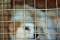 Lonely Cute Dog inside old cage