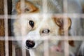 Lonely Cute Dog inside old cage