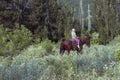 Lonely cute young girl rides in saddle riding a brown horse in forest or Park at sunset. The girl confidently controls Royalty Free Stock Photo