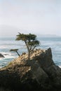 Lonely Cyprees at the Pacific Coast Highway California Royalty Free Stock Photo