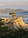 Lonely Cypress Tree Royalty Free Stock Photo