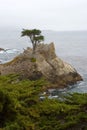 Lonely cypress tree Royalty Free Stock Photo