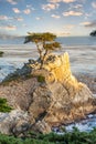 lonely cypress tree in California Royalty Free Stock Photo