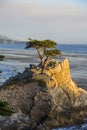 Lonely cypress tree in California Royalty Free Stock Photo