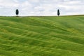 Lonely cypress tree in a field Royalty Free Stock Photo