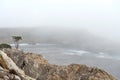 Lonely cypress tree in the fog in the Point Lobos park, Pacific Royalty Free Stock Photo