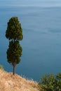 Lonely cypress tree on a high shore Royalty Free Stock Photo