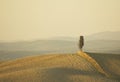 Lonely cypress tree in hill Royalty Free Stock Photo