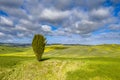 Lonely Cypress tree Royalty Free Stock Photo