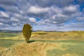 Lonely Cypress tree Royalty Free Stock Photo