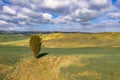 Lonely Cypress tree Royalty Free Stock Photo